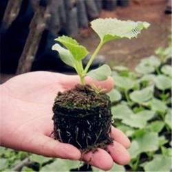 Peat pellets - seed nutrient soil - for transplanting / planting - 3 piecesGarden