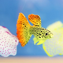 Goldfish - luminous - fish tank / aquarium decorationAquarium