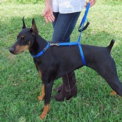 Collares & CorreasAdiestramiento de perros - corrección de tirones de plomo