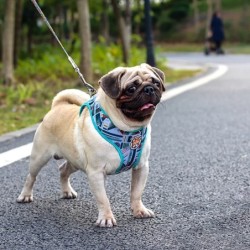 Collares & correasDog harness - leash with buckle - colorful printing