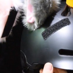 Motorcycle helmet decoration - plush cat earsMotorbike parts