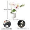 Decorative fridge magnets - table / desktop decoration - cactus - orchidFridge magnets