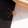 BrochesAraña de cristal dorado - broche