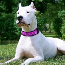 Collares & correasCollar para gatos / perros - LED - Bluetooth - luz de desplazamiento interactiva digital