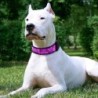 Collares & correasCollar para gatos / perros - LED - Bluetooth - luz de desplazamiento interactiva digital