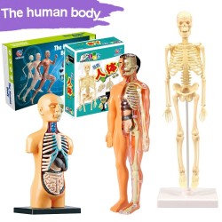 EducativoTorso / esqueleto humano - modelo de anatomía - órganos internos médicos - de formación