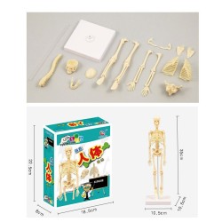 EducativoTorso / esqueleto humano - modelo de anatomía - órganos internos médicos - de formación
