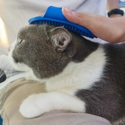 CuidadoCepillo de aseo para perros/gatos - peine de goma - mango de anilla ajustable