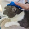 CuidadoCepillo de aseo para perros/gatos - peine de goma - mango de anilla ajustable