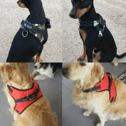 Collares & CorreasChaleco de arnés de perro